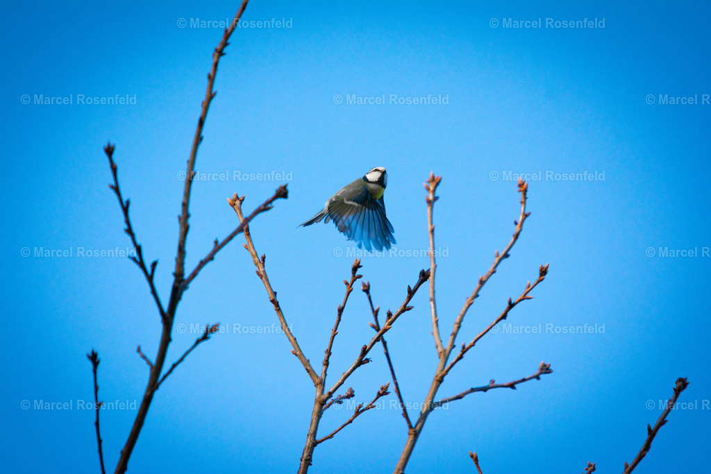_DSC5453 | foto-rosenfeld
