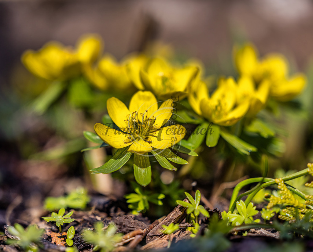 _X0A8393bea | Frank Herberich Fotografie, Frank Herberich, Fotografie, Hochzeit, Portrait, St. Peter Ording, Ording, Westerhever, Nordsee, Frank Fotografie, Hardheim,  Odenwald,Walldürn, Band,Eventfotografie - Realisiert mit Pictrs.com