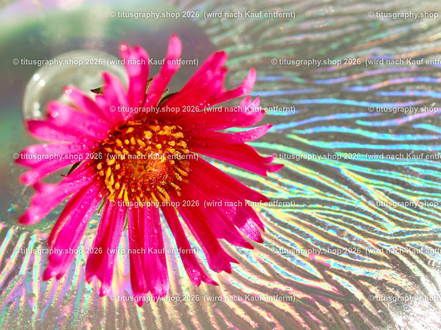 titusgraphy_PB040229-vz-ln | titusgraphy-shop: Geschenkideen mit Qualitätsfotos. titusgraphy-shop: gift ideas with quality photos. titusgraphy-shop: idées cadeaux avec photos de qualité.  - Realisiert mit Pictrs.com