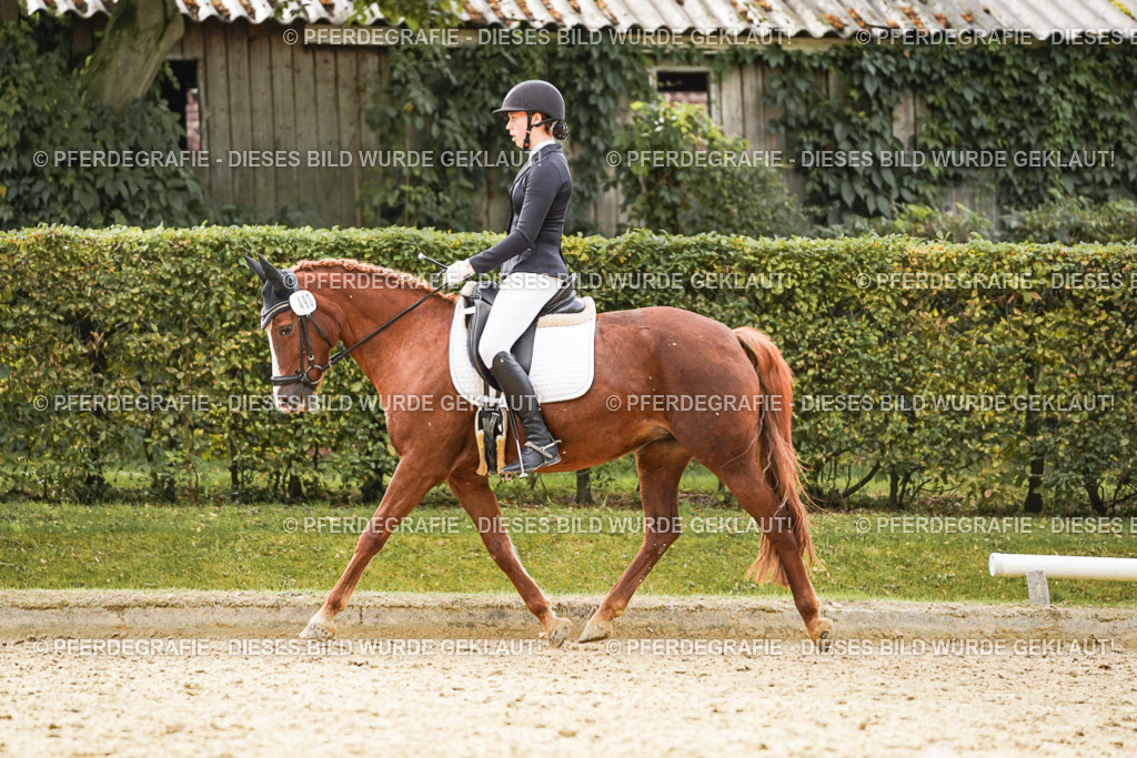 DSC00704 | Pferdegrafie