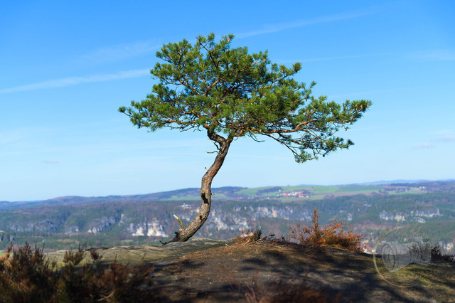 _DSC9883 | Shop für Prints Landschaftsfotografie Sächsische Schweiz Naturfotografie in Thüringen Fotos vom Findlingspark Nochten Kloster Sankt Marienstern Bilder Festung Königstein PanoramaRhododendronpark Kromlau FotogalerSchleswig-Holstein Küstenlandschaften