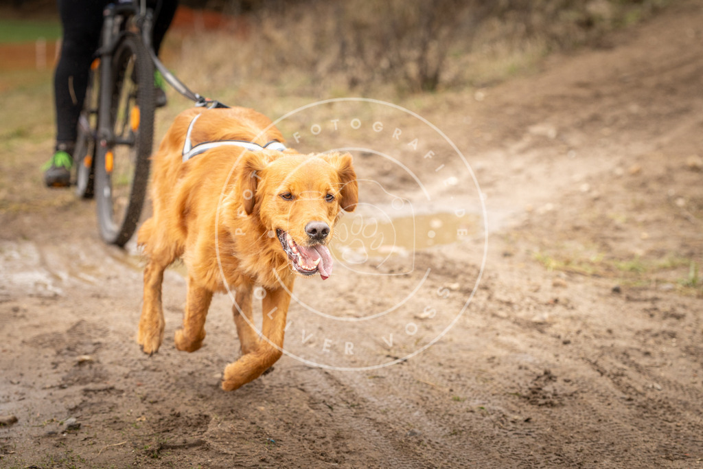 DV3A1117 | Hundefotografie, Tierfotograf, Pfotenfotografie, Fotoshooting Hund, Hunde Portrait, Hundesport, Hundeportraits, Heideshooting, Hunde, Sportfotograf, Hundefotograf, Turnierhundsport, THS,  - Realisiert mit Pictrs.com