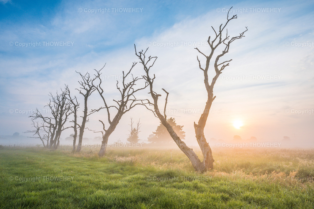 _1038677 | thowehey - Realisiert mit Pictrs.com