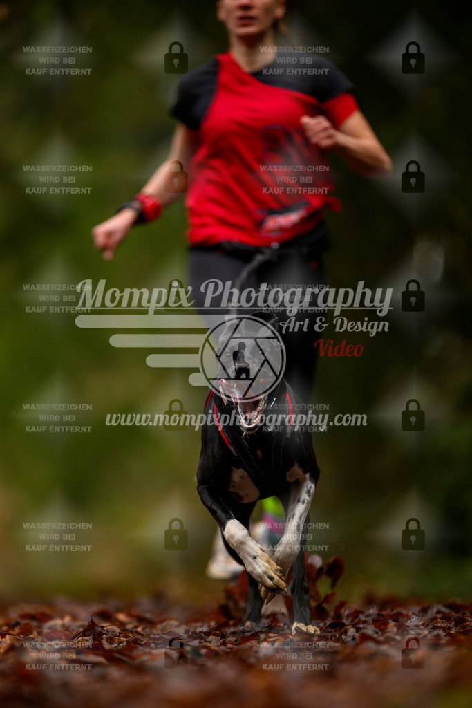 MompixPhotography_2SSTSSBW_2025_SO_Canicross-46 | PayLife