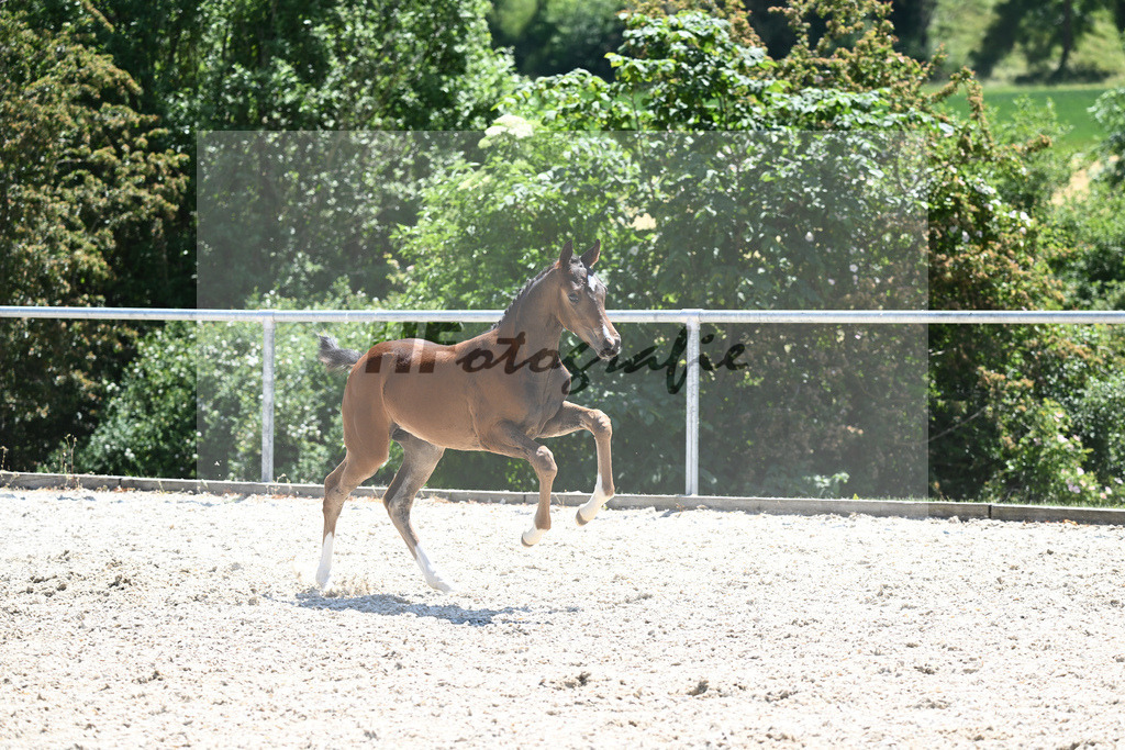 Kat-Nr. 23 SF Zauberlehrling PS_Scheer_16230544 | hf-fotografie - Realisiert mit Pictrs.com