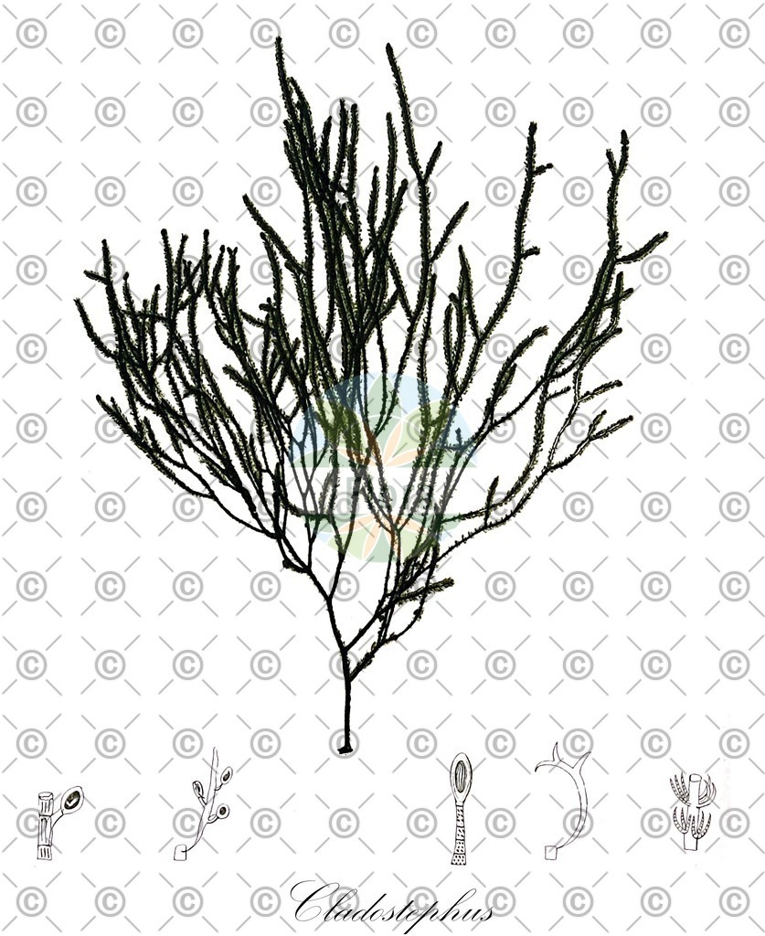 HistAbb_7NT22_3_ENZY_Simple | Historische Abbildung von Cladostephus - Cladostephaceae (0) | Historical Illustration of Cladostephus - Cladostephaceae (0)