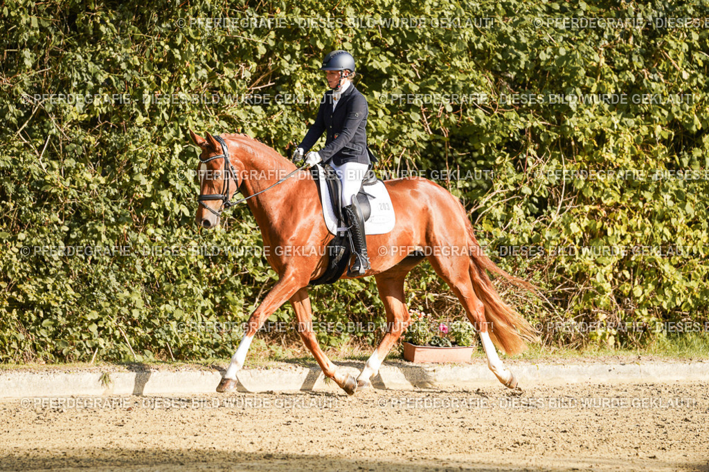 DSC05387 | Pferdegrafie