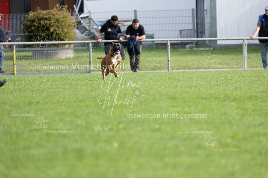 _16A5394 | Einzigartige Fotos von Hunden & Menschen –Actionfotos, Portraits, Vereinsaufnahmen & Paarshootings – authentisch, lebendig & mit Herz.