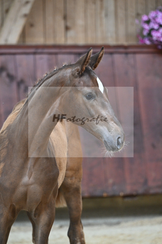 Kat-Nr. 20 SF DSP Floricello_Fischer_26230139 | hf-fotografie - Realisiert mit Pictrs.com