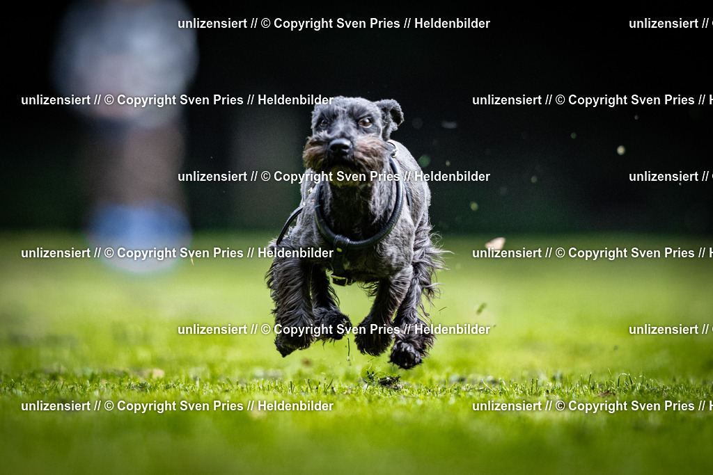 Sven Pries | 2025-10-03 - Hunderennen Obergrombach - Realisiert mit Pictrs.com