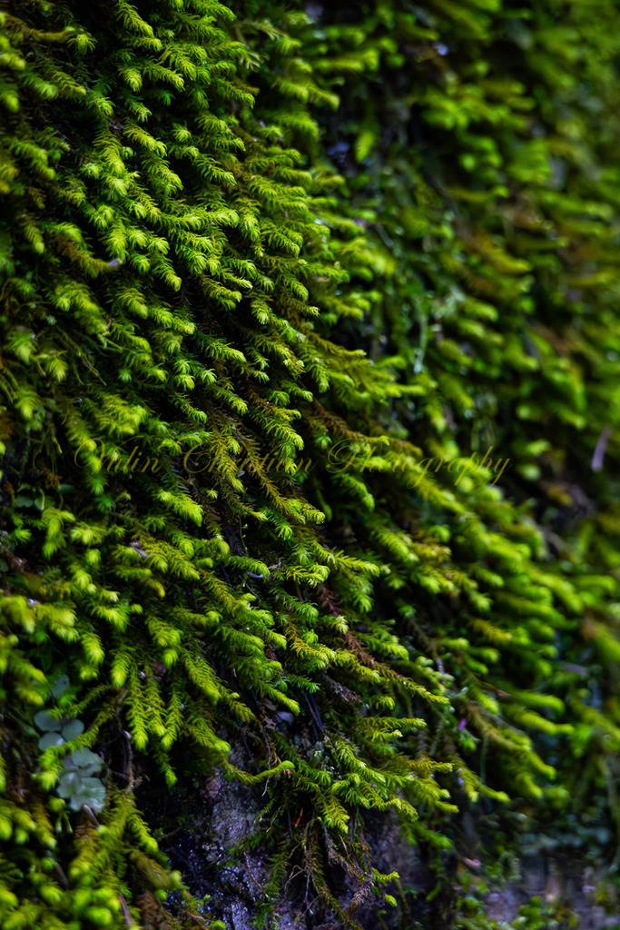 P 68 | Christian Vulin  - Realisiert mit Pictrs.com