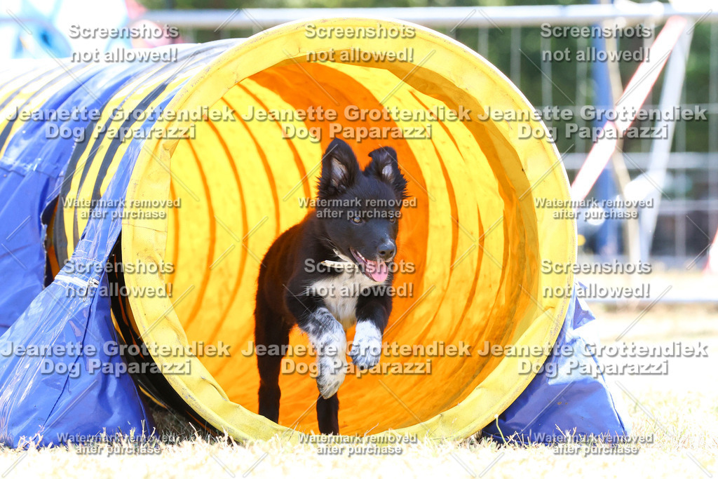 Dog Paparazzi -  Agiltiy Greffen 0826-1060 Kopie | Dog Paparazzi Jeanette Grottendiek Fotografie & Videografie - Realisiert mit Pictrs.com