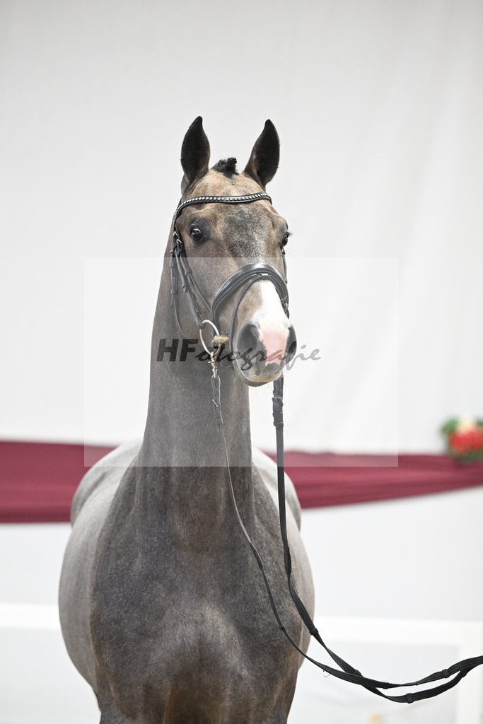 Kat-Nr. 11 Clarimo x Corrado I_Josef Schoenweiler_ 47250152 | hf-fotografie - Realisiert mit Pictrs.com