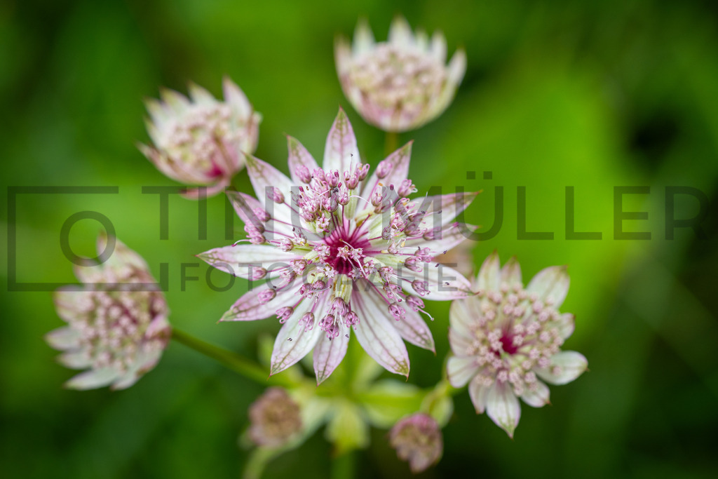 DSC00511 | Tinu Müller Fotografie- Bildershop - Realisiert mit Pictrs.com