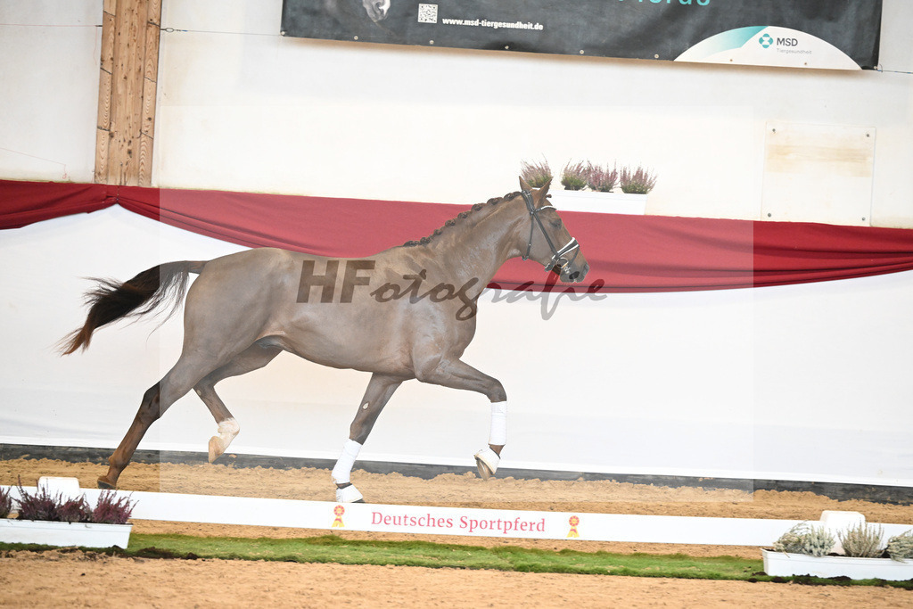 Kat-Nr. 51 Va Bene x Florencio I_Hau_47241708 | hf-fotografie - Realizzato con Pictrs.com
