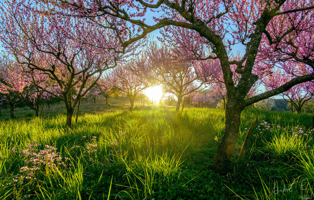 Sonnenuntergang mit Weinbergpfirsichblüte | Von März bis April blühen hunderte Pfirsichbäume in der Gegend um Bremm und Neef. Zur richtigen Uhrzeit am richtigen Ort konnte ich diesen Sonnenuntergang durch die Bäume hindurch fotografieren.
