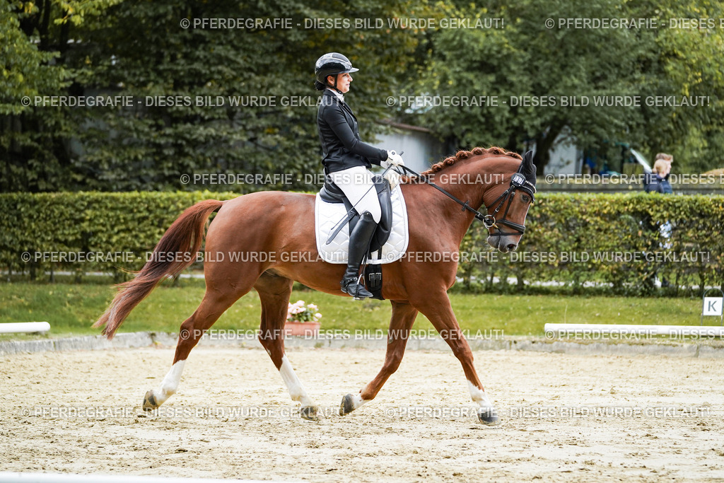 DSC08130 | Pferdegrafie