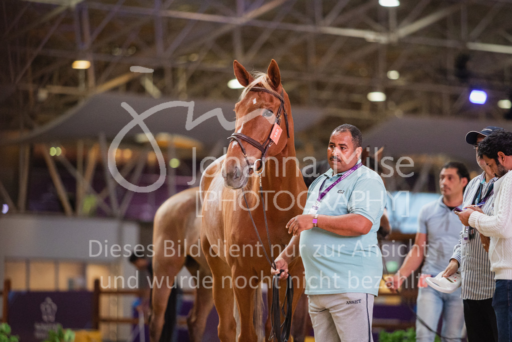 230215_Riyadh_Vet-Check-114 | Deine schönsten Turniermomente als professionelle Fotos! Entdecke hochwertige Pferdesport-Fotografie im Online-Shop. Jetzt Fotos finden & bestellen!