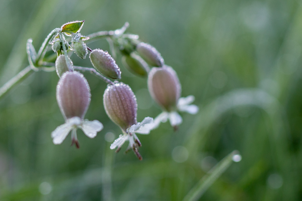 IMG_4607 | ehrlichefotos - Realisiert mit Pictrs.com