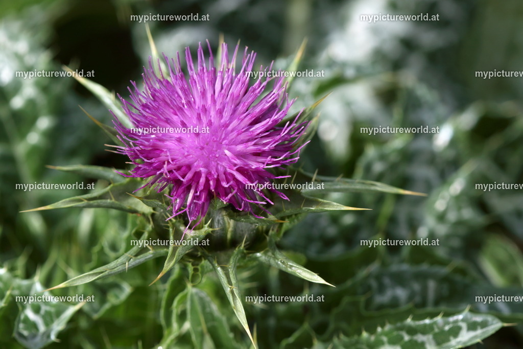 Mariendistel-001 | Das Bilderarchiv über Tiere, Planzen und Landschaften. In der Bilddatenbank finden Sie ein große Auswahl an hochwertigen Bilder für Ihre Werbung - Realisiert mit Pictrs.com