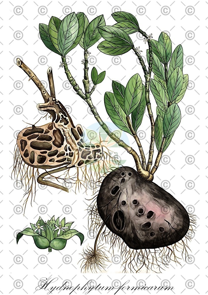 HistAbb_wfo-0000726228_1_ENZY_Simple | Historische Abbildung von Hydnophytum formicarum - Rubiaceae | Historical Illustration of Hydnophytum formicarum - Rubiaceae