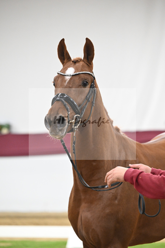 Kat-Nr. 132 Donier x Sir Alfred_Christian Kraus_47254440 | hf-fotografie - Realisiert mit Pictrs.com