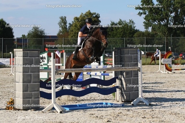 OHT 2022 Röhlingen (144) | Fotografie, Tiere, Hunde, Katzen, Pferde, Sportfotografie, Fotosession, Tierfotografie, Turnierfotografie, Fotografin, Fotograf - Realisiert mit Pictrs.com