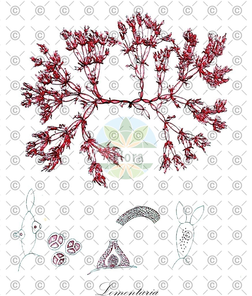 HistAbb_EMP_123137_1_SIMPLE | Historische Abbildung von Lomentaria - Lomentariaceae (0) | Historical Illustration of Lomentaria - Lomentariaceae (0)