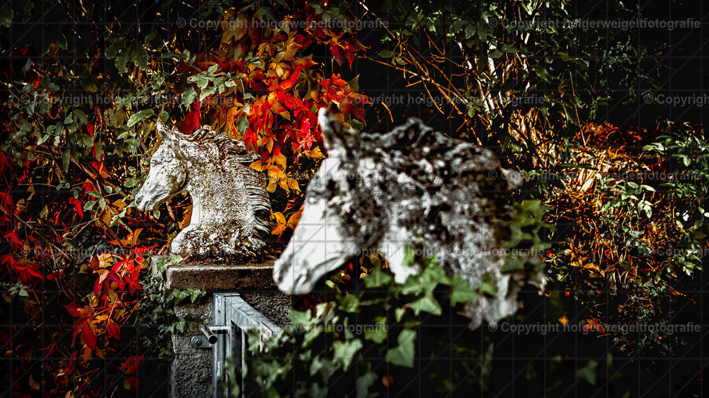 Doppelkopf II | Kaufen sie online außergewöhnliche Fotografien auf Leinwand Acrylglas Fotoprint Aludibond von holgerweigeltfotografie - Realisiert mit Pictrs.com