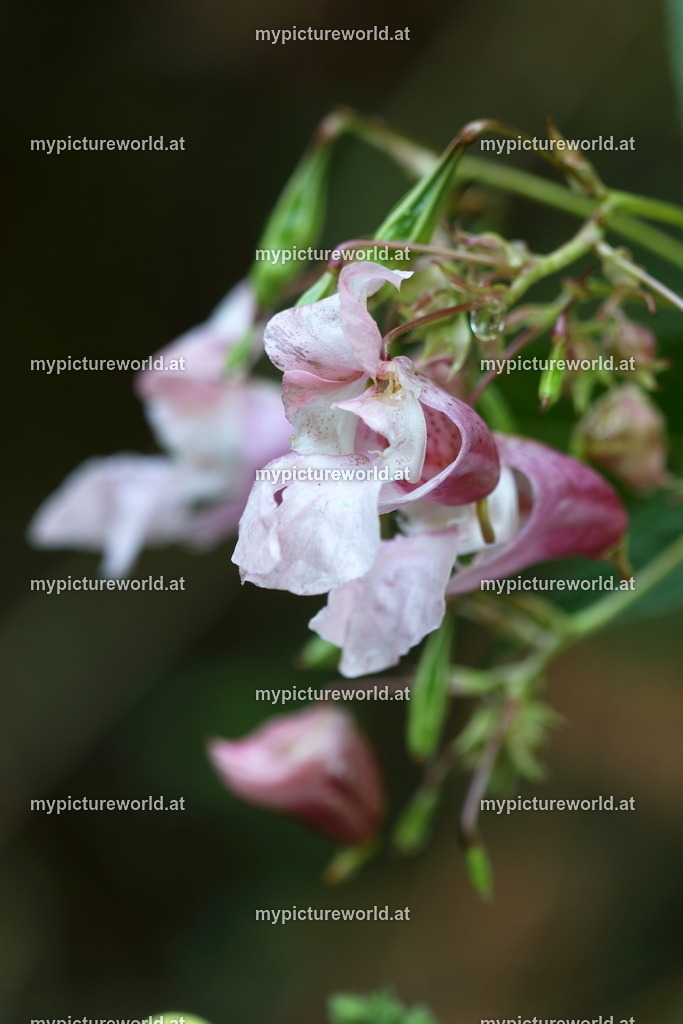 Drüsiges Springkraut-001 | Das Bilderarchiv über Tiere, Planzen und Landschaften. In der Bilddatenbank finden Sie ein große Auswahl an hochwertigen Bilder für Ihre Werbung - Realized with Pictrs.com