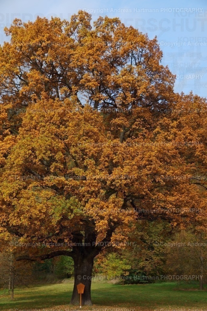 Eiche mit Herbstlaub | Eiche mit Herbstlaub in Berga/Elster - Realisiert mit Pictrs.com