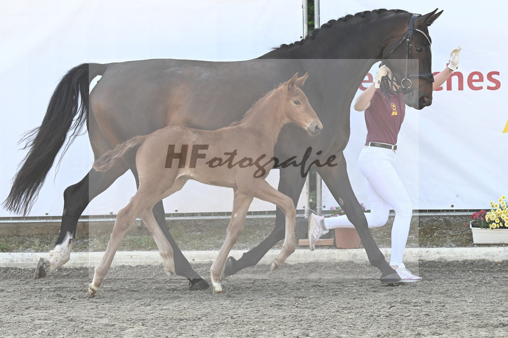 Kat-Nr. 12 SF DSP Va Bene_PBM Pfefferle GmbH_12230049 | hf-fotografie - Realizzato con Pictrs.com