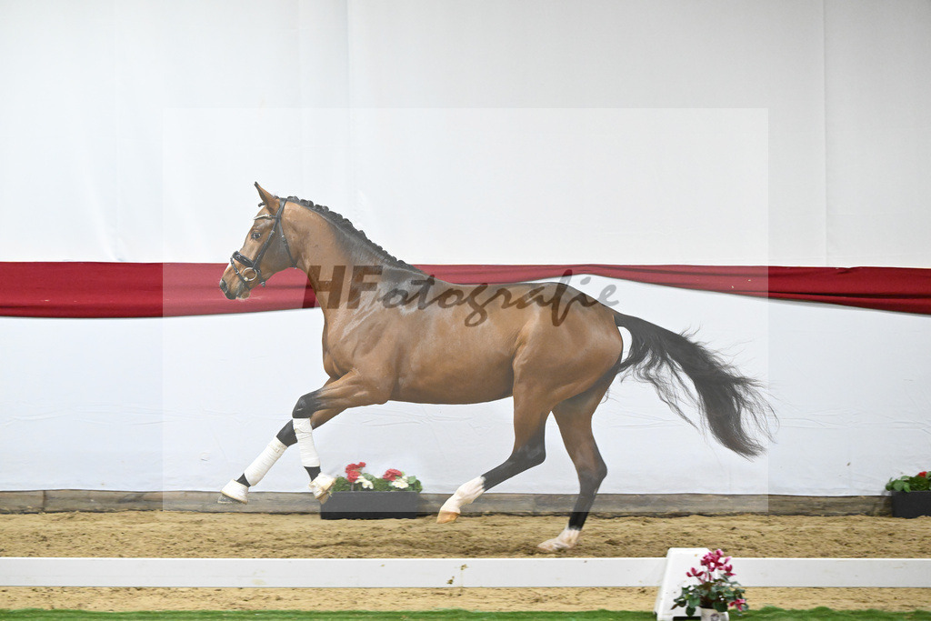 Kat-Nr. 62 v. DSP Topas_Schepper_63221873 | hf-fotografie - Realizzato con Pictrs.com