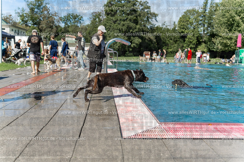 Hundeschwimmen_Volksbad_2026-allesWIRTHgut_Tierfotografie-2609061157-110704-7R509983 | Professionelle Tierfotografie in Mönchengladbach von Daniel Wirth (allesWIRTHgut). Liebevolle & natürliche Bilder von Hunden & Katzen für unvergessliche Erinnerungen.