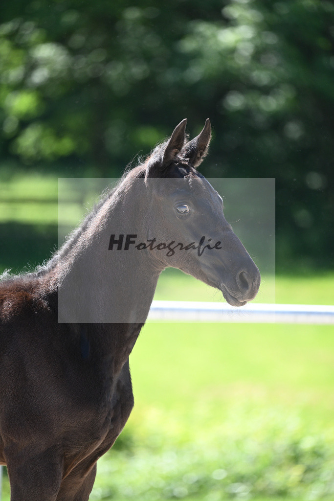 Kat-Nr. 8 HF Fuerst Zonik PS_Kratz_16230255 | hf-fotografie - Realisiert mit Pictrs.com