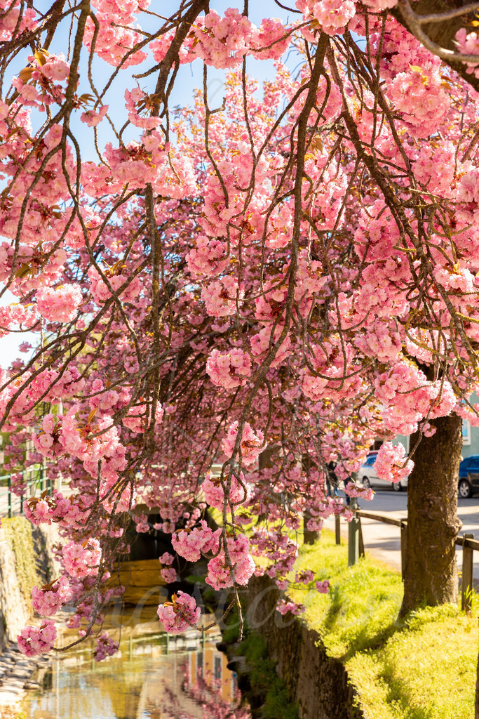 Zierkirschblüte Seitenstetten | Ihre Fotografin im Lungau, ihre Fotografin im Mostviertel, Wandbilder Onlineshop, Imagefotos für Ihr Unternehmen,  - Realisiert mit Pictrs.com