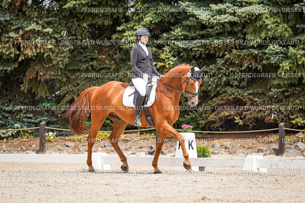 DSC03320 | Pferdegrafie