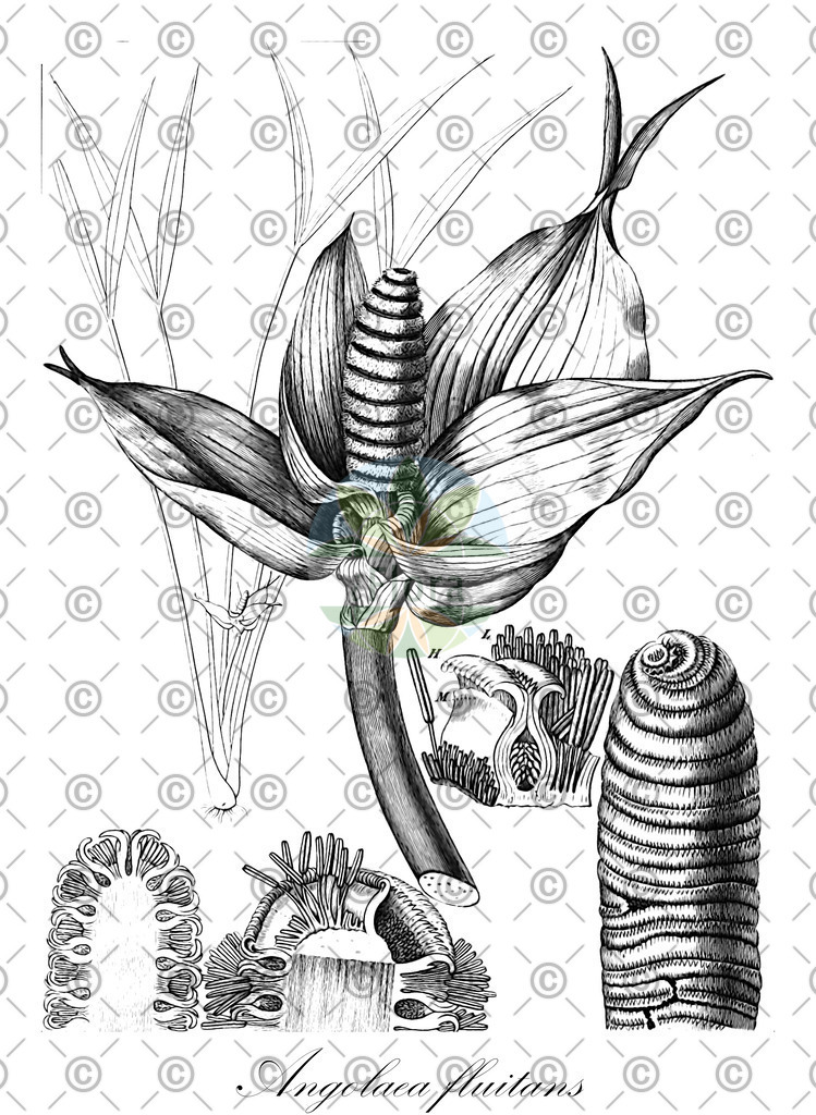 HistAbb_wfo-0000536542_389_ENZY_Simple | Historische Abbildung von Angolaea fluitans - Podostemaceae | Historical Illustration of Angolaea fluitans - Podostemaceae