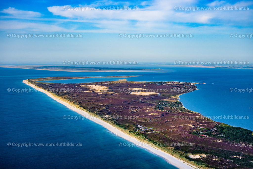 Sylt_List_Heide_Wanderdünen_ELS_1164130825 | LIST 13.08.2025 Küsten- Landschaft der Nordsee- Insel Sylt im Ortsteil Ellenbogen in List im Bundesland Schleswig-Holstein, Deutschland. // Coastal landscape of the North Sea island of Sylt in the Ellenbogen district of List in the federal state of Schleswig-Holstein, Germany. Foto: Martin Elsen