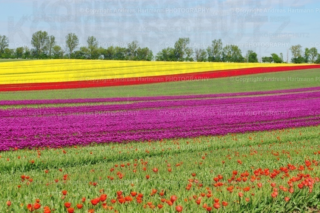 Tulpenfelder Schwaneberg | Tulpenfelder Schwaneberg - Realisiert mit Pictrs.com