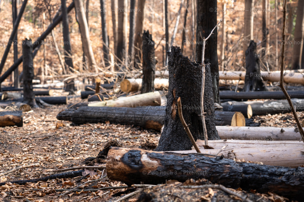 Fremdenweg_nahe_Katzenstein_Waldbrand_Baumstumpf | 2022-08-30_Waldbrandgebiete_1 - Realisiert mit Pictrs.com