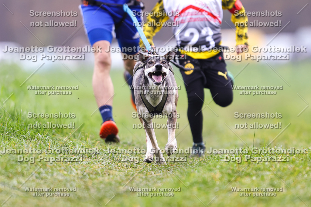 Dog Paparazzi - Visbeck 25 -340 | Dog Paparazzi Jeanette Grottendiek Fotografie & Videografie - Realisiert mit Pictrs.com