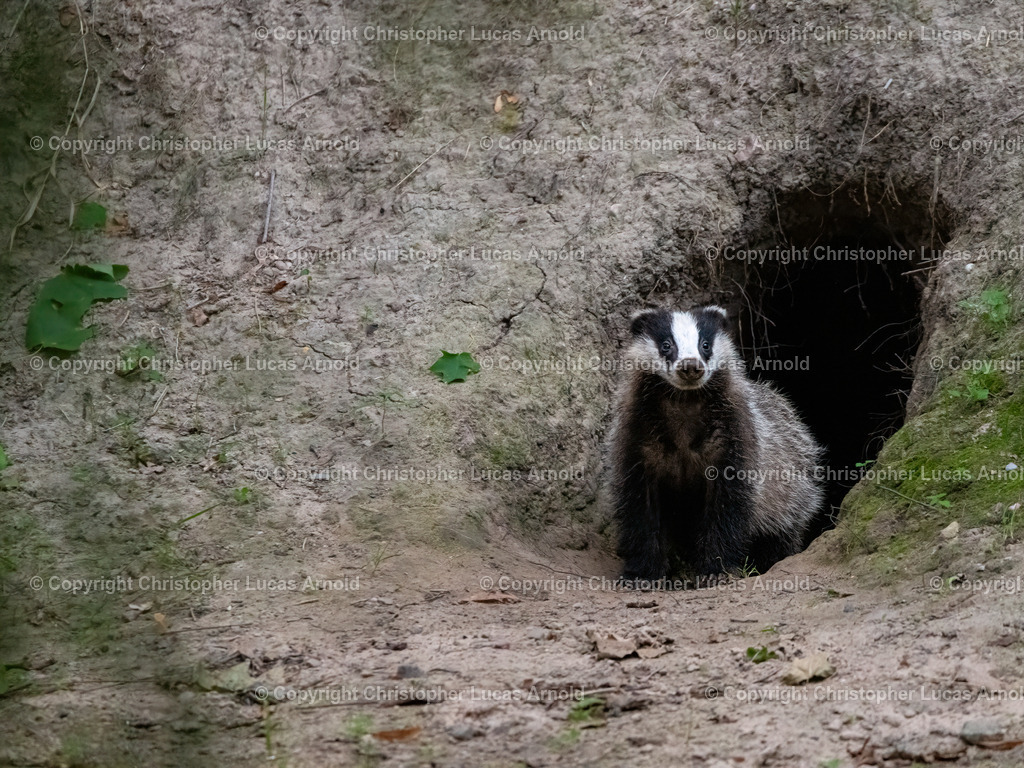 Dachs | bildkomponist - Realisiert mit Pictrs.com