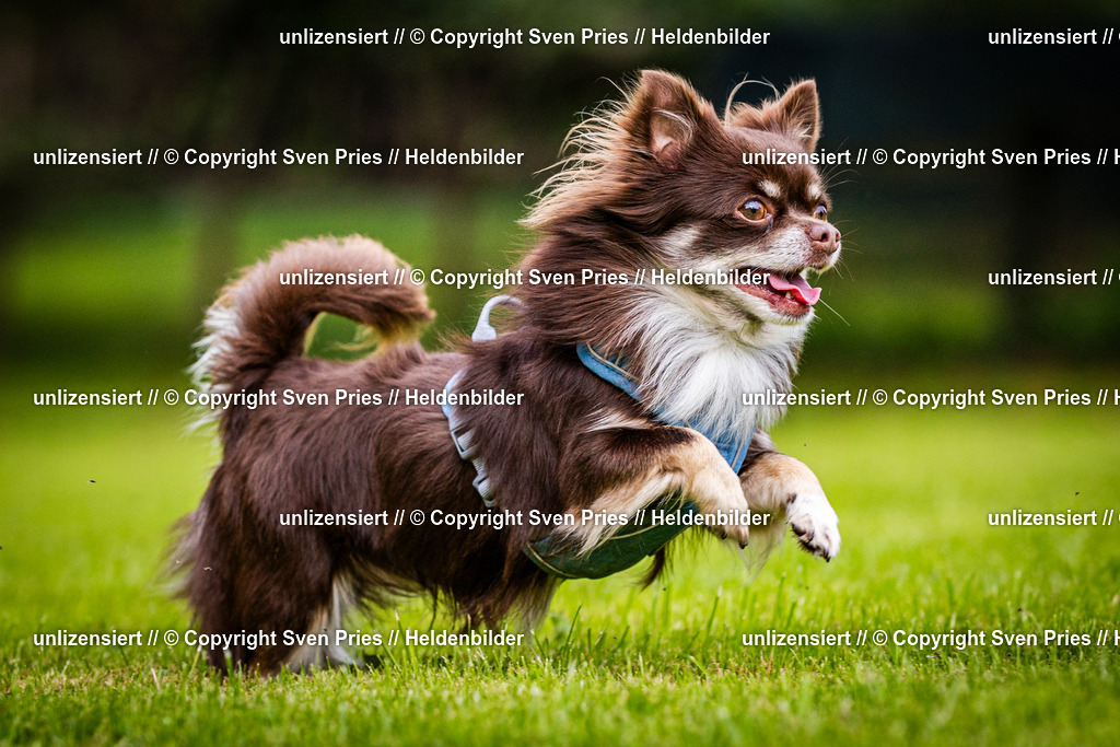 Sven Pries | 2024-09-22 - Hunderennen Baden-BadenPudelverein - Realisiert mit Pictrs.com