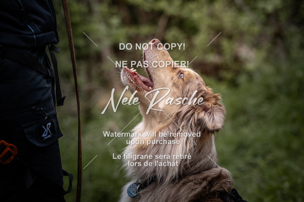 nelerasche_TheGame2026_SaRallyeO_59 | nelerasche