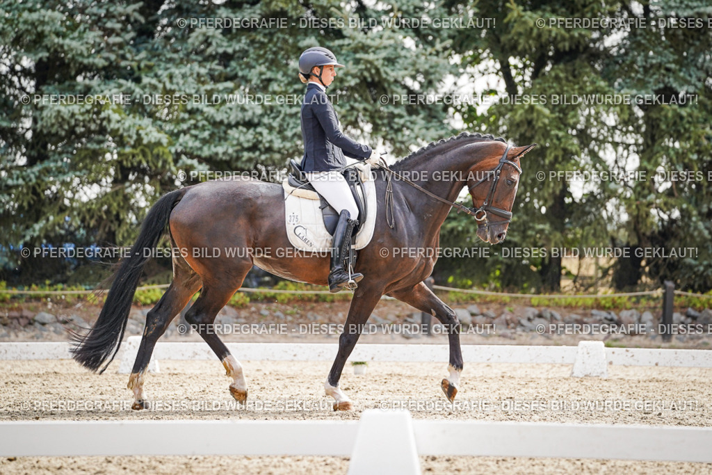 DSC07661 | Pferdegrafie