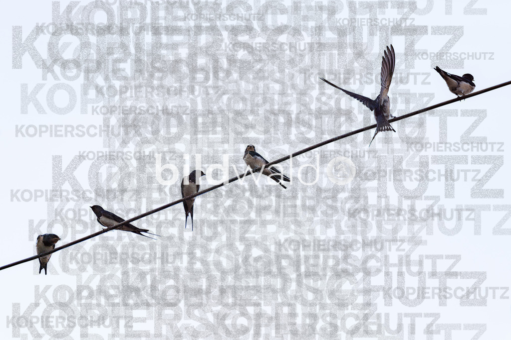 _A7_1793-Verbessert-RR-Bearbeitet | BILDWALD - eine Auswahl an Bildern von Thomas Perrotton zum bestellen und genießen. Alle Bilder von Thomas Perrotton - Alle Bilder mit einer SONY Kamera gemacht - SONY TAMRON SIGMA PHOTOSHOP LIGHTROOM BILDWALD Online kaufen Bilderwald Wandbilder - Realisiert mit Pictrs.com