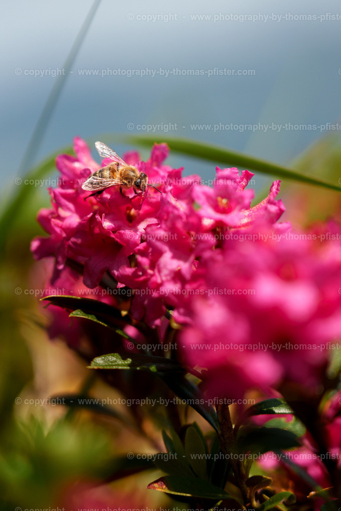 Biene auf Almrosen Höhenstrasse copyright  Thomas Pfister-3 | PHOTOGRAPHY BY THOMAS PFISTER