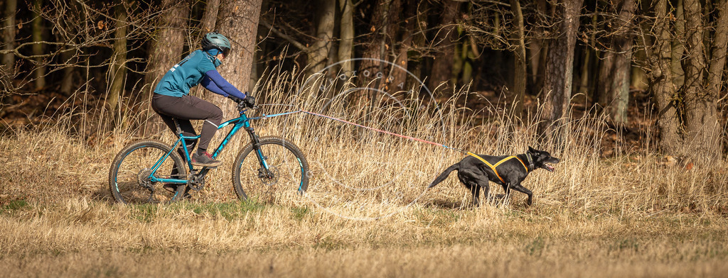 DV3A4603 | Hundefotografie, Tierfotograf, Pfotenfotografie, Fotoshooting Hund, Hunde Portrait, Hundesport, Hundeportraits, Heideshooting, Hunde, Sportfotograf, Hundefotograf, Turnierhundsport, THS,  - Realisiert mit Pictrs.com