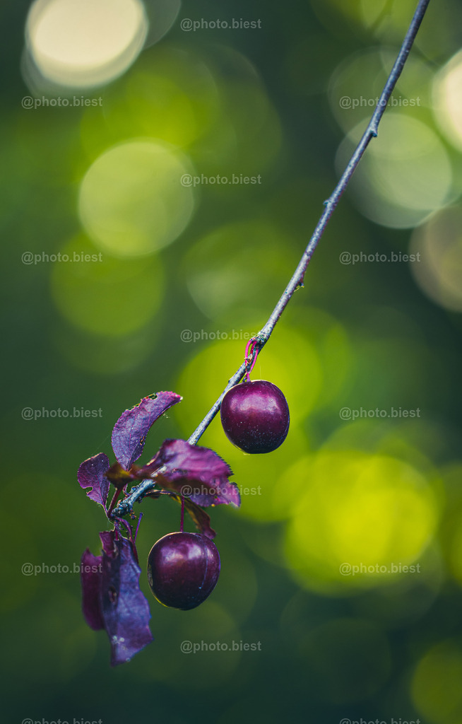 IMGC6962 | photobiest - Realisiert mit Pictrs.com